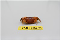 藏品(德氏仿厚蟹)的圖片